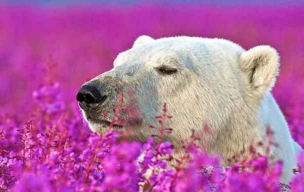 полярный медведь в цветах, белый медведь в цветах,  Дэннис Фаст, Dennis Fast