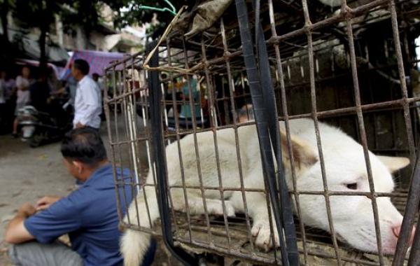 Самый жестокий в мире "Фестиваль собачьего мяса" в Китае