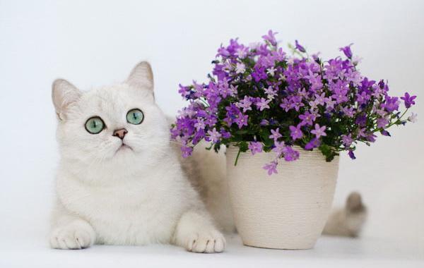 коты, кошки, цветы, натюрморты