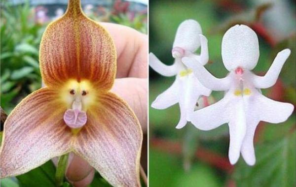 орхидеи похожие на, виды орхидей, цветы похожие на людей, цветы похожие на животных