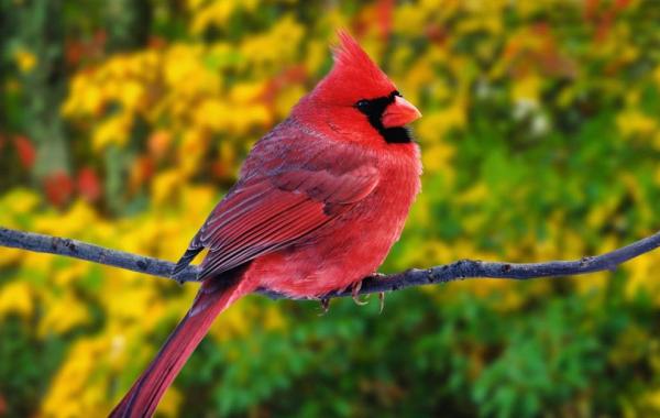 10 самых красивых птиц планеты