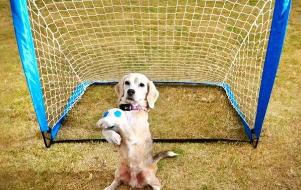 собака рекордсмен, собака ловит мяч лапами, Пурин, Purin beagle, собака мировой рекорд по ловле мячей лапами