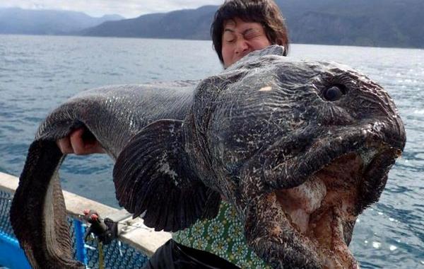 японец поймал рыбу мутанта, гигантская зубатка, wolffish, японский рыбак поймал рыбу мутанта