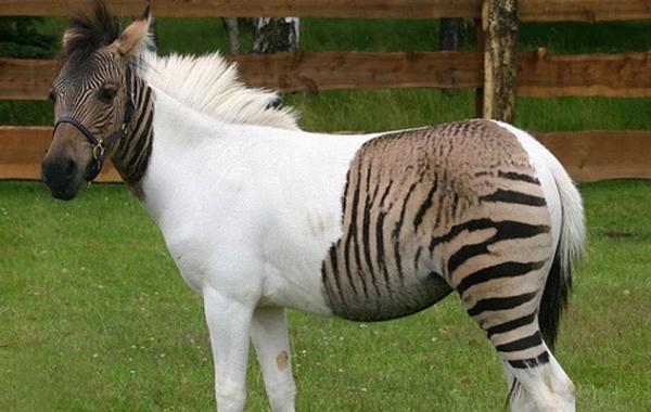 зеброид гибрид зебры лошадь осёл пони