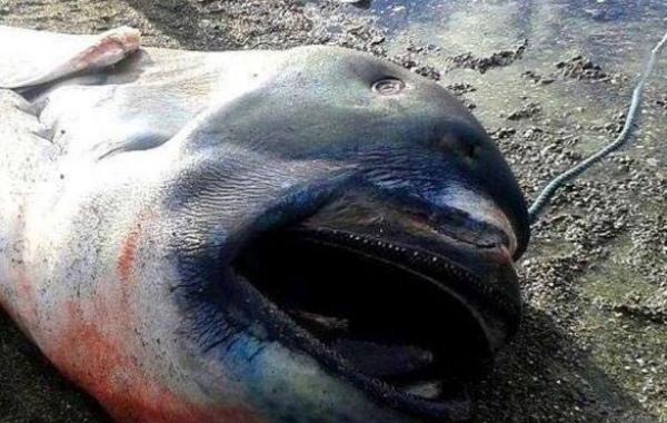 пелагическая большеротая акула, самая редкая акула в мире, на берегу нашли пелагическую большеротую акулу