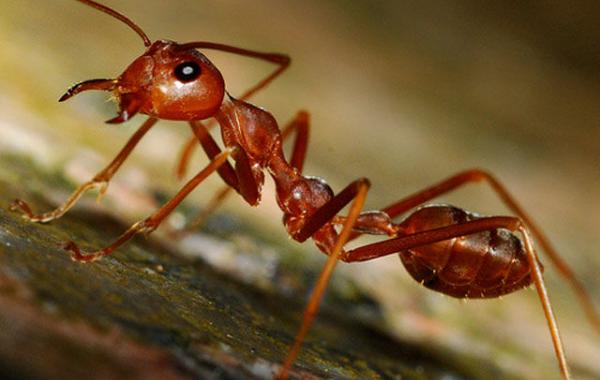 Невероятный способ защиты муравьев от птиц