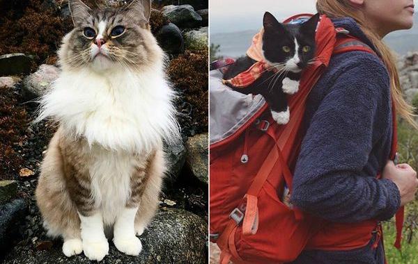 #campingwithcat, путешествие с кошкой, поход с кошкой