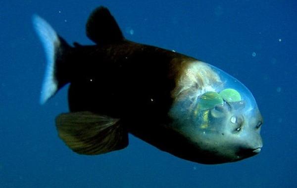 Macropinna microstoma — Рыба с прозрачной головой