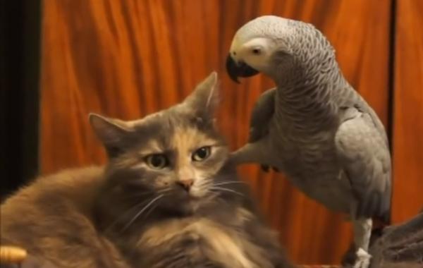 Настойчивые попугаи, которые любят доставать кошек