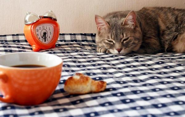 Кошачьи кафе cat cafe 