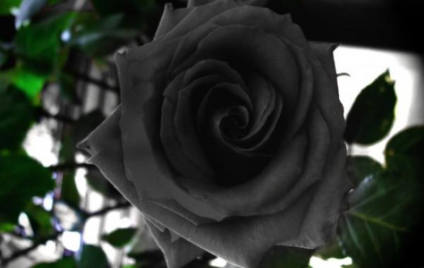 Таинственная черная роза из Халфети