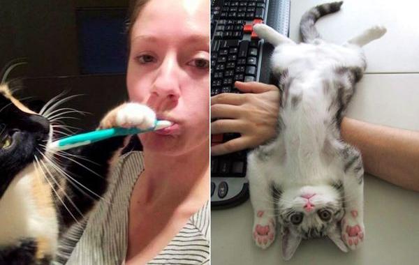 коты и личное пространство, наглые кошки. кошка мешает читать 