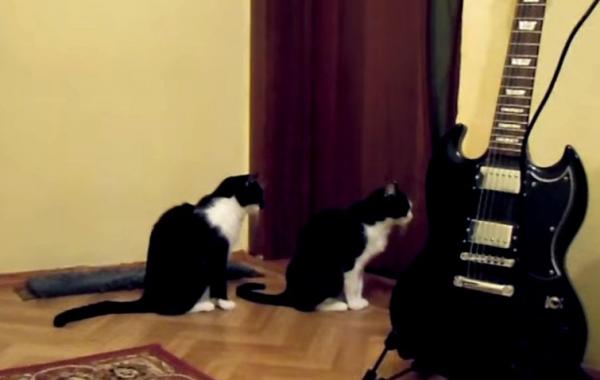 как кошки просят прощения, кот извиняется, кошка просит прощения видео