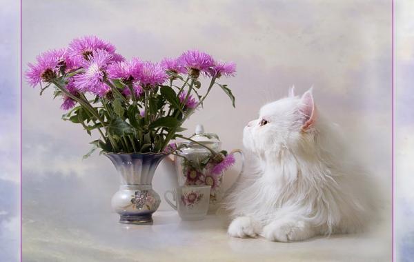 Коты с цветами