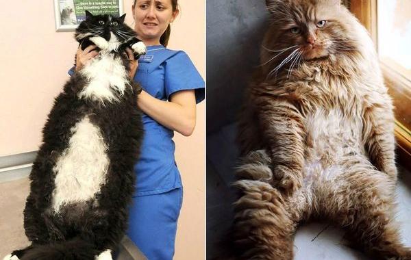 Коты-гиганты, огромные коты, гигантские коты, мейн-куны, коты саванна