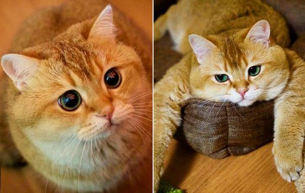 кот Хосико, кот похожий на кота в спаогах