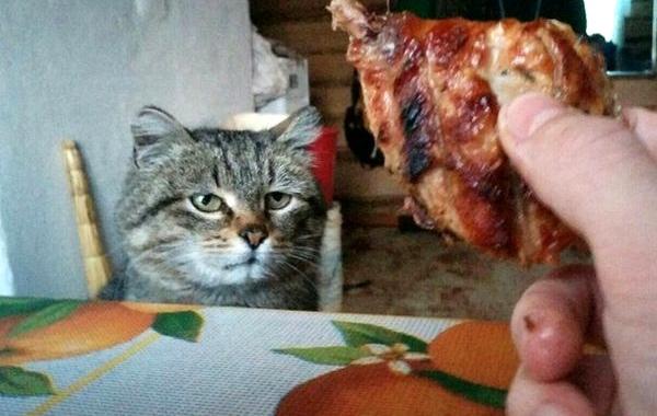 это я, животные в которых каждый узнает себя, животные как люди