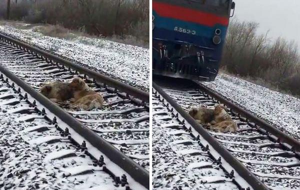 пёс охранял собаку на железных путях, спасение собаки на рельсах