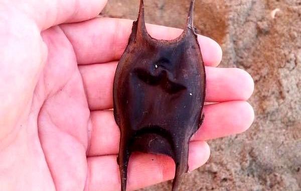 кошелёк русалки, что такое кошелек русалки