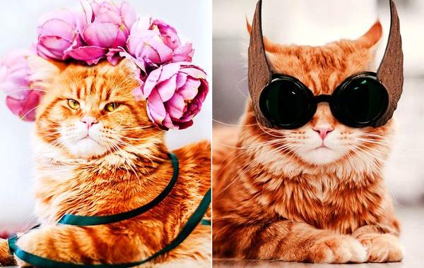 кот Котлета, рыжий кот Котлета
