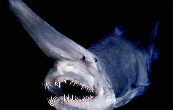 Акула-гоблин – «домовой» подводных глубин!