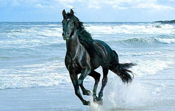 Фото, лошадь, бежит, берег моря