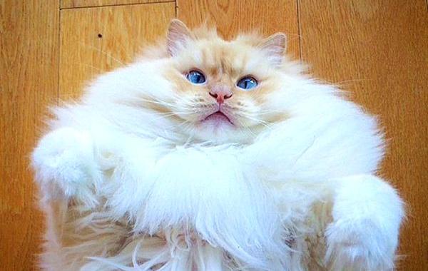 пушистый кот, кот похожий на облако, Feline cat 