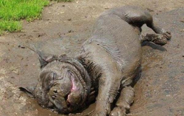 собака улыбака улыбающиеся собаки счастливые радостные 