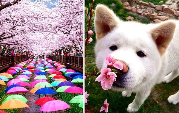 Весна в Японии, цветущая сакура, сакура National Geographic