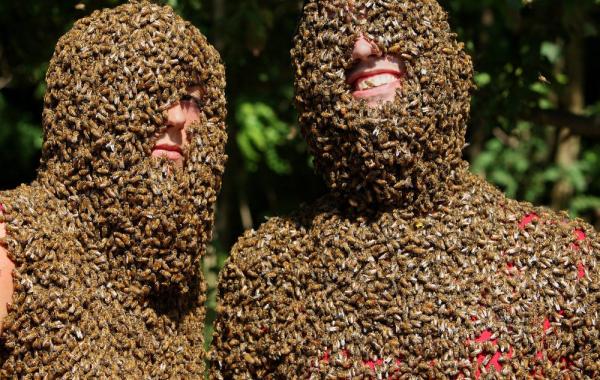 Конкурс на самую большую бороду из пчел, Clovermead Bee, Канада, Эйлмер