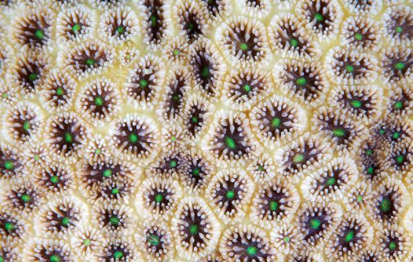 Природные узоры  из кораллов от фотографа Александра Семенова