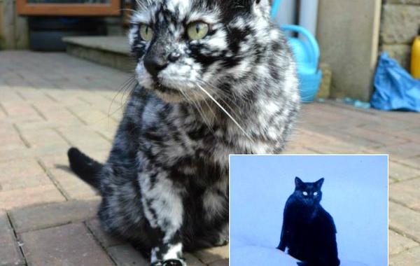 Scrappy cat, Vitiligo cat, кошка с болезнью Витилиго