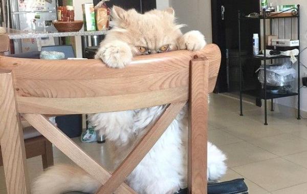 адские коты, злые кошки, evil cat