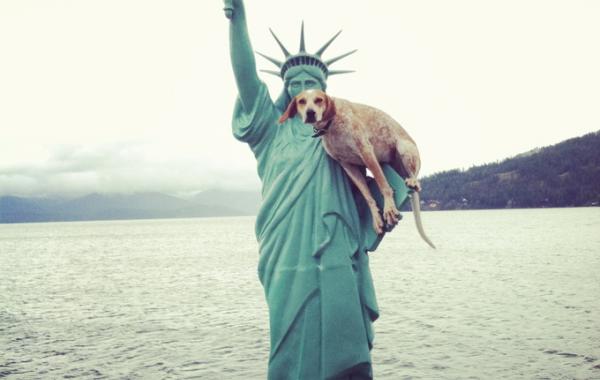 Мэдди - невозмутимая собака, которая любит позировать в неожиданных местах, Maddieonthings