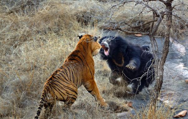 Мама медведица, защищающая своих медвежат, против двух тигров