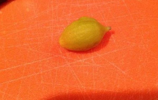 Мини микро рекордно маленький лимон, выращеный в неблагоприятных условиях
