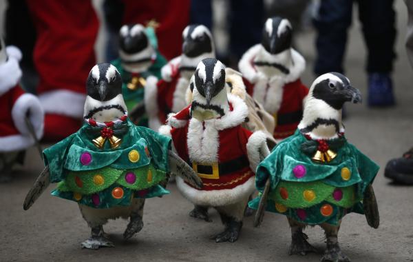 Самые милые рождественские пингвины в костюмах