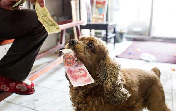 Уникальный пёс Бобби может распознать деньги и знает как их потратить, Bobby the cocker spaniel