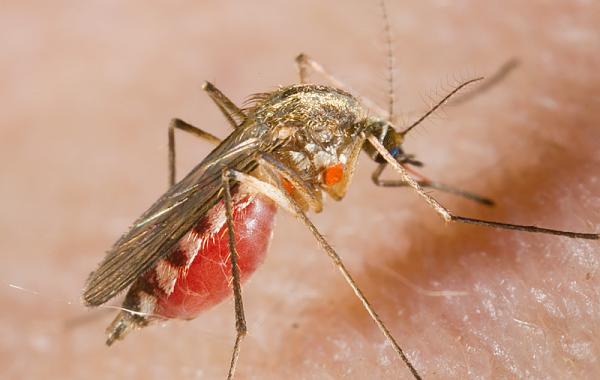 ловушка для комаров, как избавиться от комаров