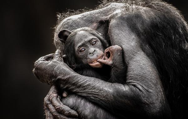 фотографии животных  фотоконкурс National Geographic 