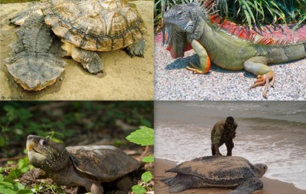 Самые опасные ящерицы и черепахи фото
