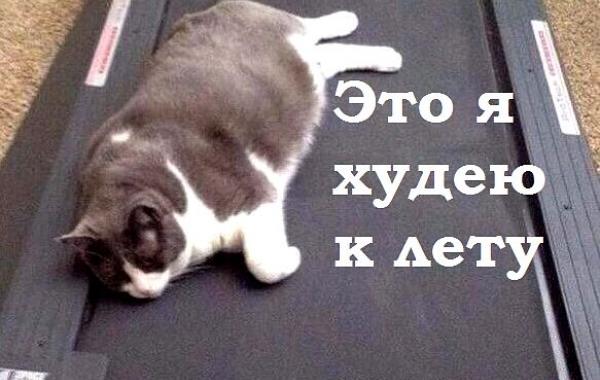 это я, животные в которых каждый узнает себя, животные как люди