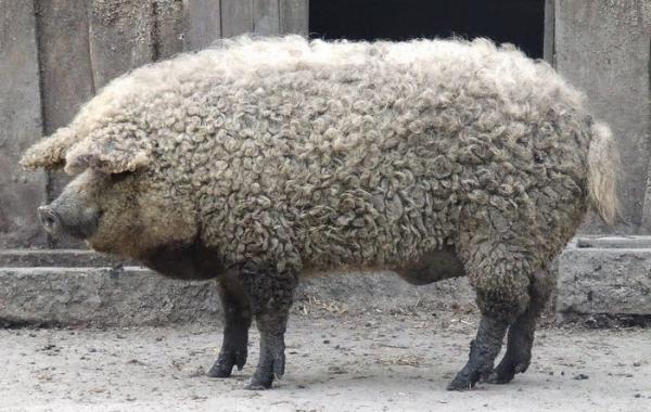 Мангалица - свинья, которая выглядит как овца