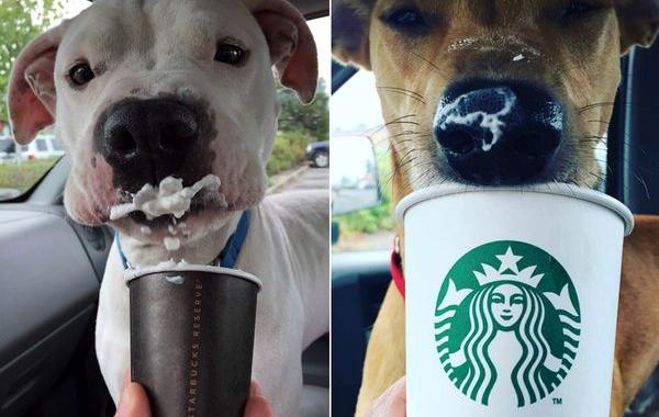 Этих собак из приюта возят в Старбакс, собачий кофе, Puppuccino