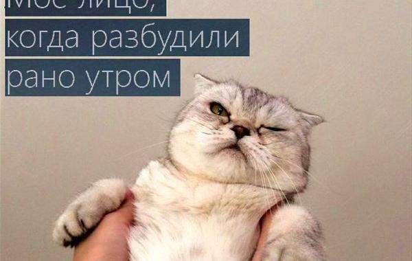 это я, животные такие же как я, животные в которых найдёшь себя