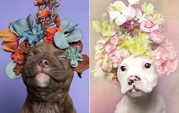 Pit Bull Flower Power, питбули с цветочными венками