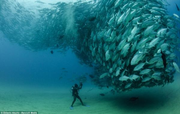 Фотографии конкурса лучшие подводные снимки 2013, акулы, животные, дайверы