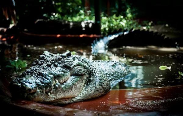 Самый большой крокодил Кассиус Клей, исполнилось 110 лет