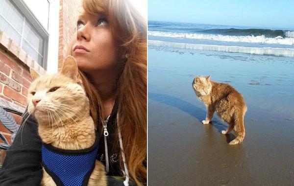 21-летний кот Тигра, женщина забрала из приюта 21-летнего кота