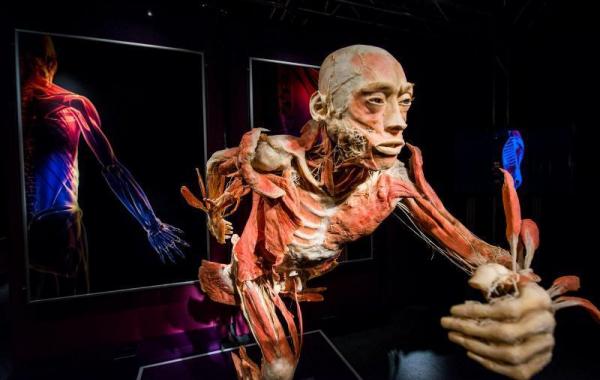 Анатомические музеи человеческого тела трупы The Human Body Exhibition